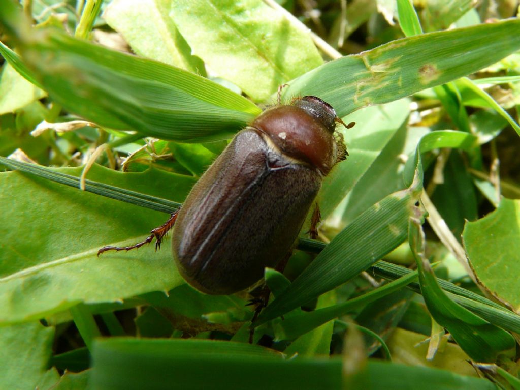 piccolo maggiolino